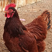 Photo of Cluck Norris