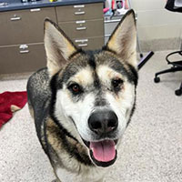 Photo of the dog Arizona