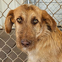 Photo of the dog Copper