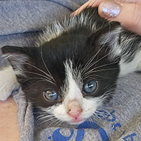 Photo of the cat Rhonda