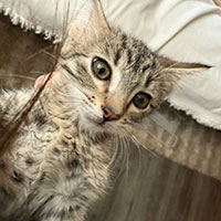 Photo of the cat Saturday