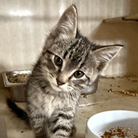 Photo of the cat Sunday