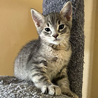 Photo of the cat Teddy