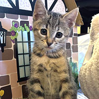 Photo of the cat Tilda