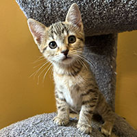 Photo of the cat Tippy