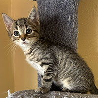 Photo of the cat Toby