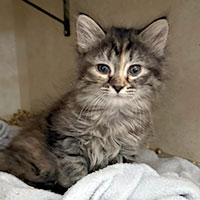 Photo of the cat Trudy