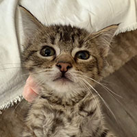 Photo of the cat Tuesday