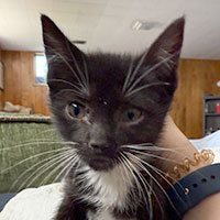 Photo of the cat Wednesday