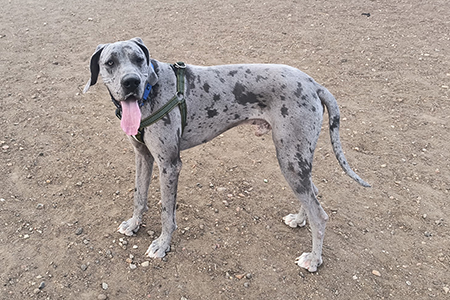 Photo of Ajax